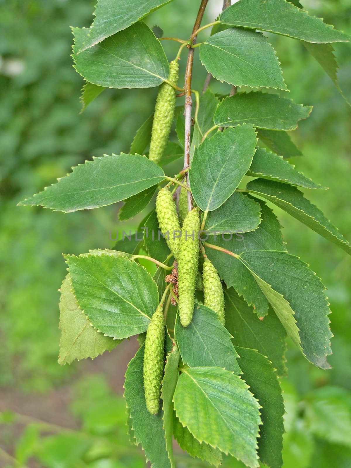 Close up of  birch leaves and catkins