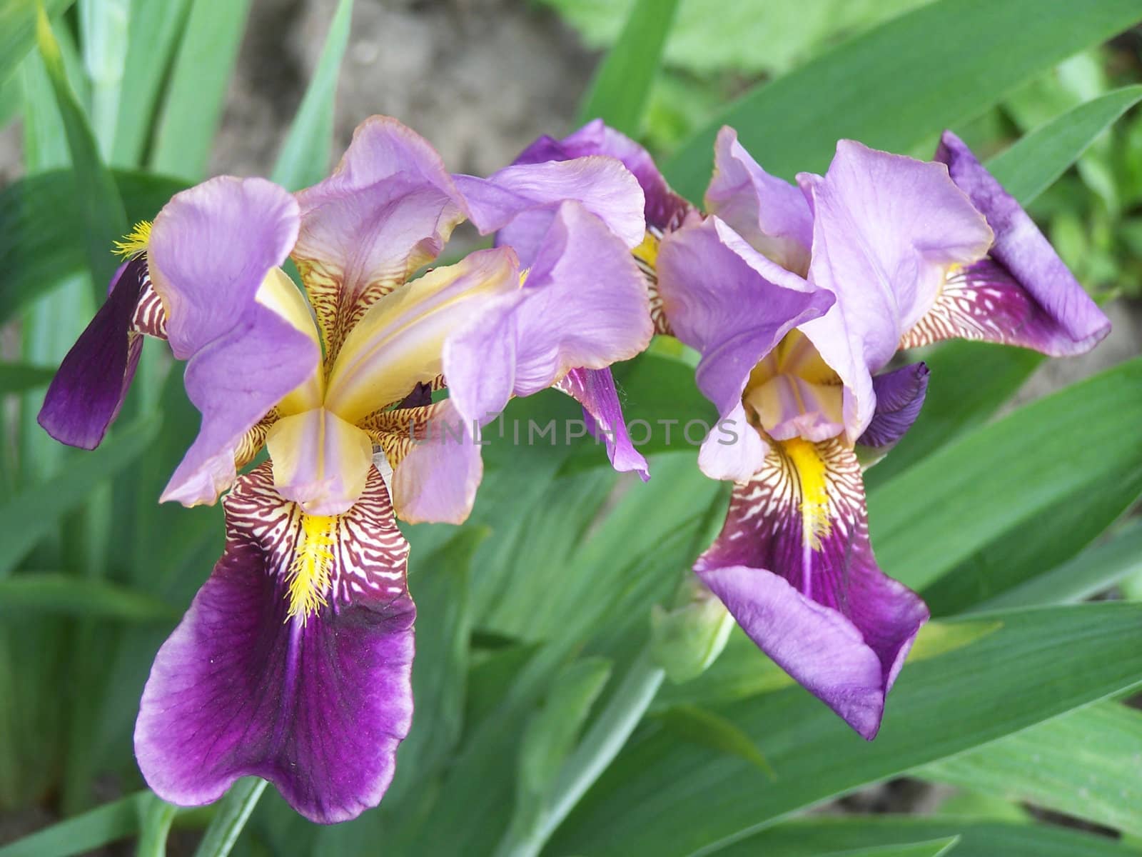 Close up of the two iris blossoms