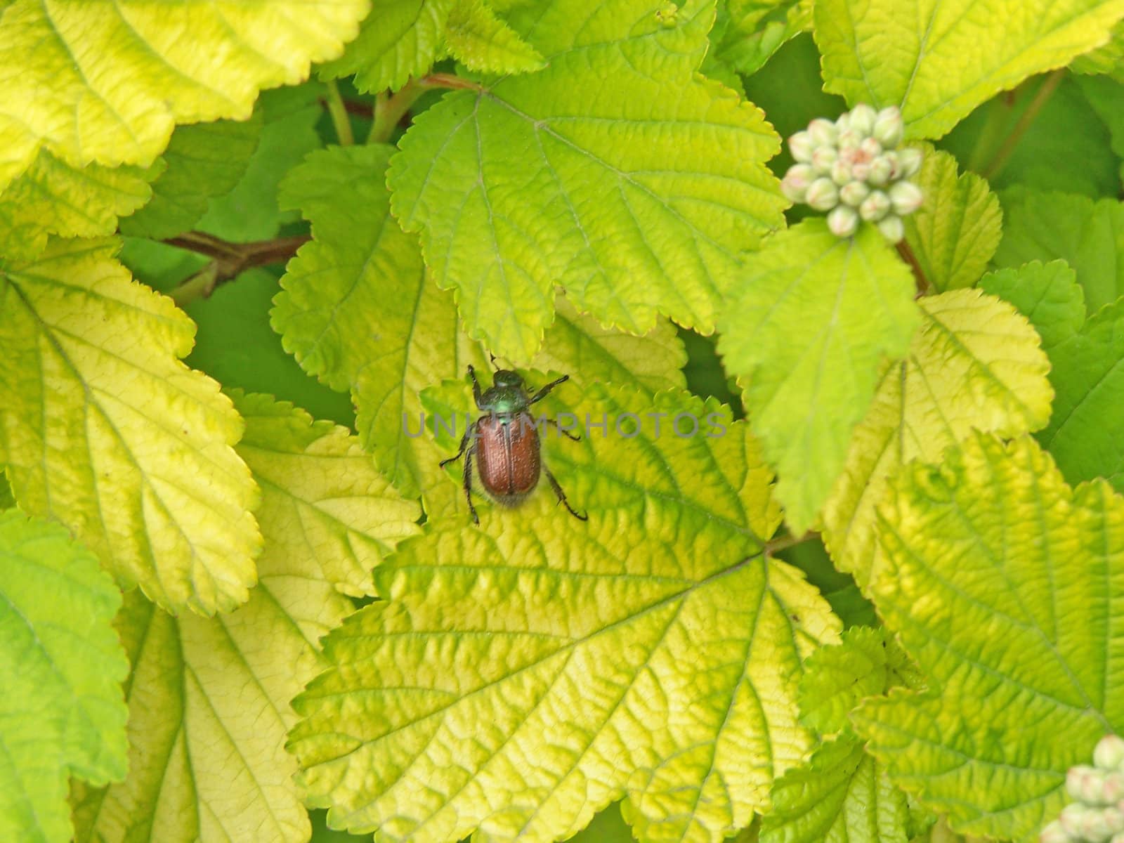 Close up of the bug sitting on the hawtorn leaves.