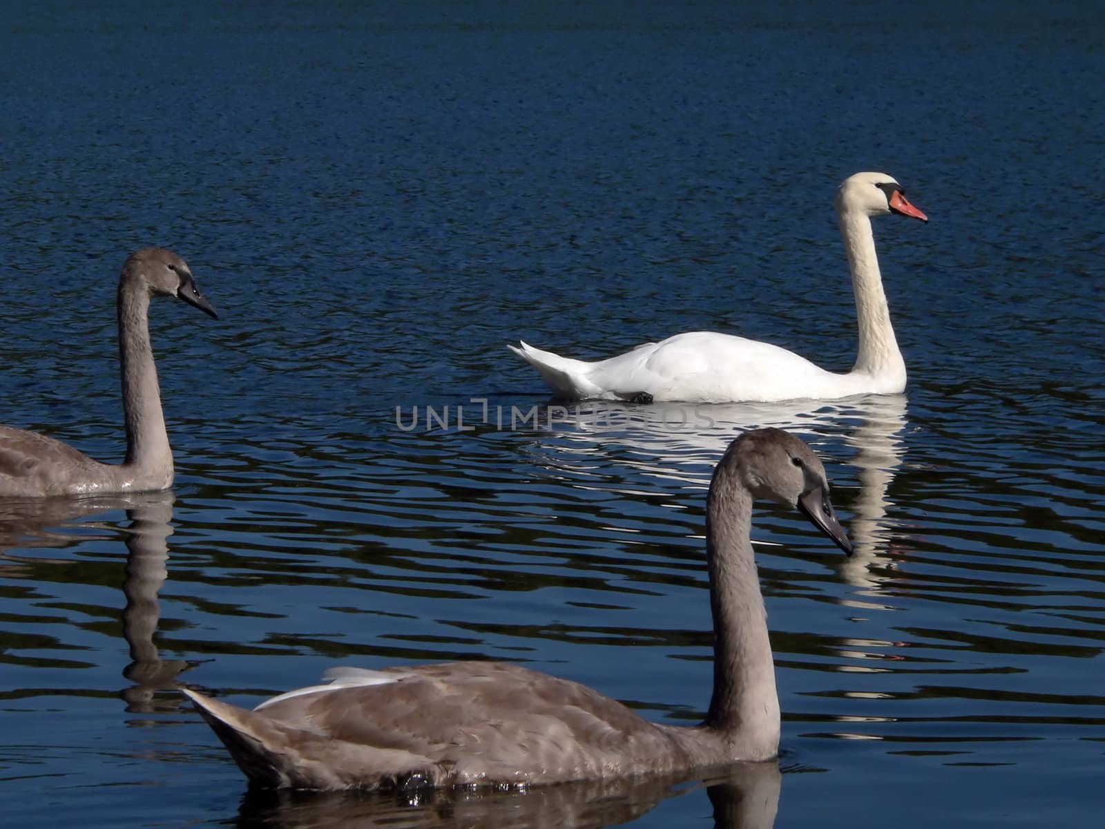 Three swan. swimming on the lake