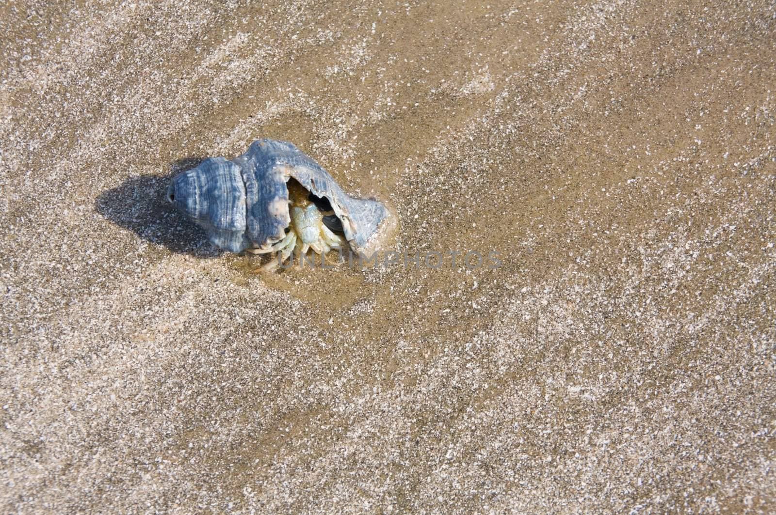 A hermit crab on a sandy beach