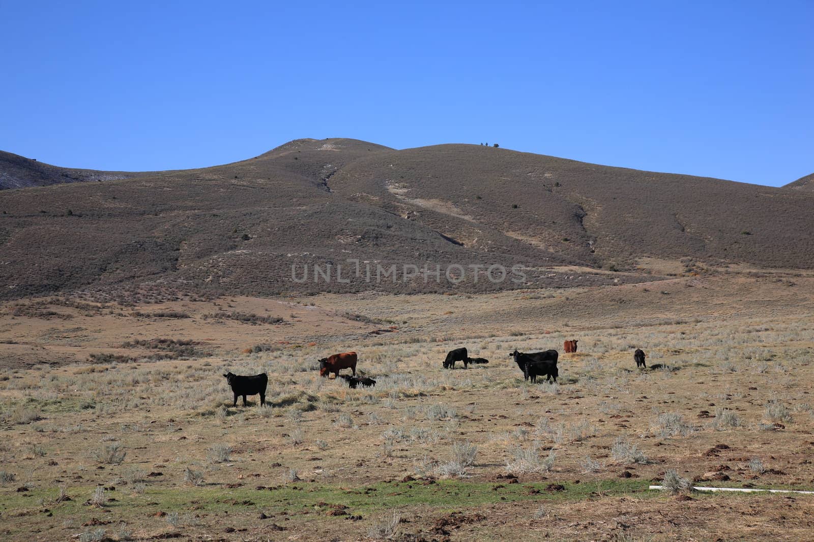 Wyoming Cows and Pasture by Ffooter