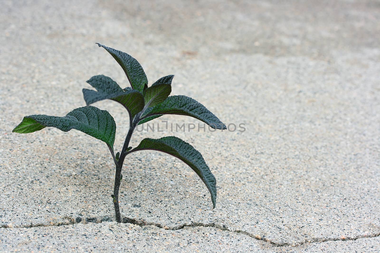 The young green plant has grown in a crack of concrete road.
