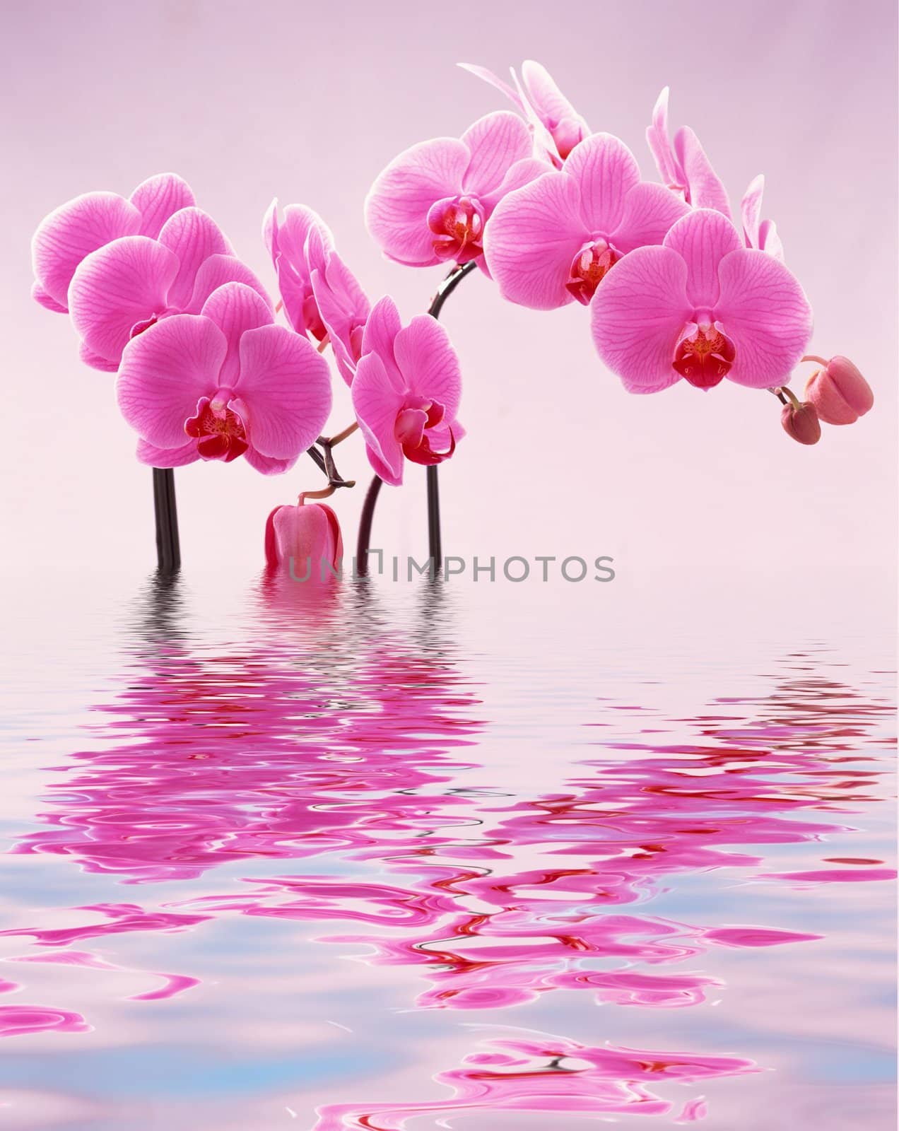 Beautiful pink orchid in the water