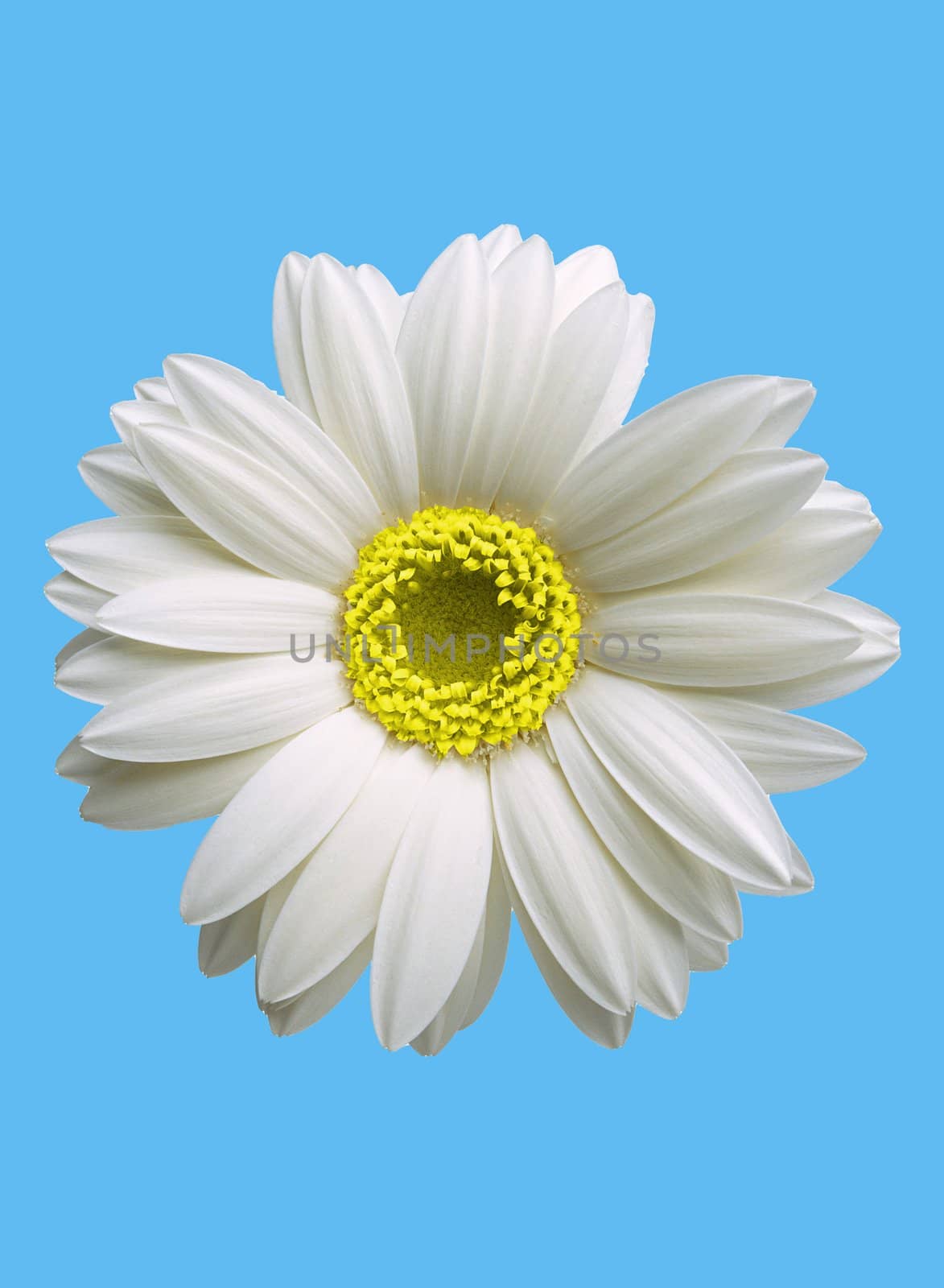 The white camomile over blue