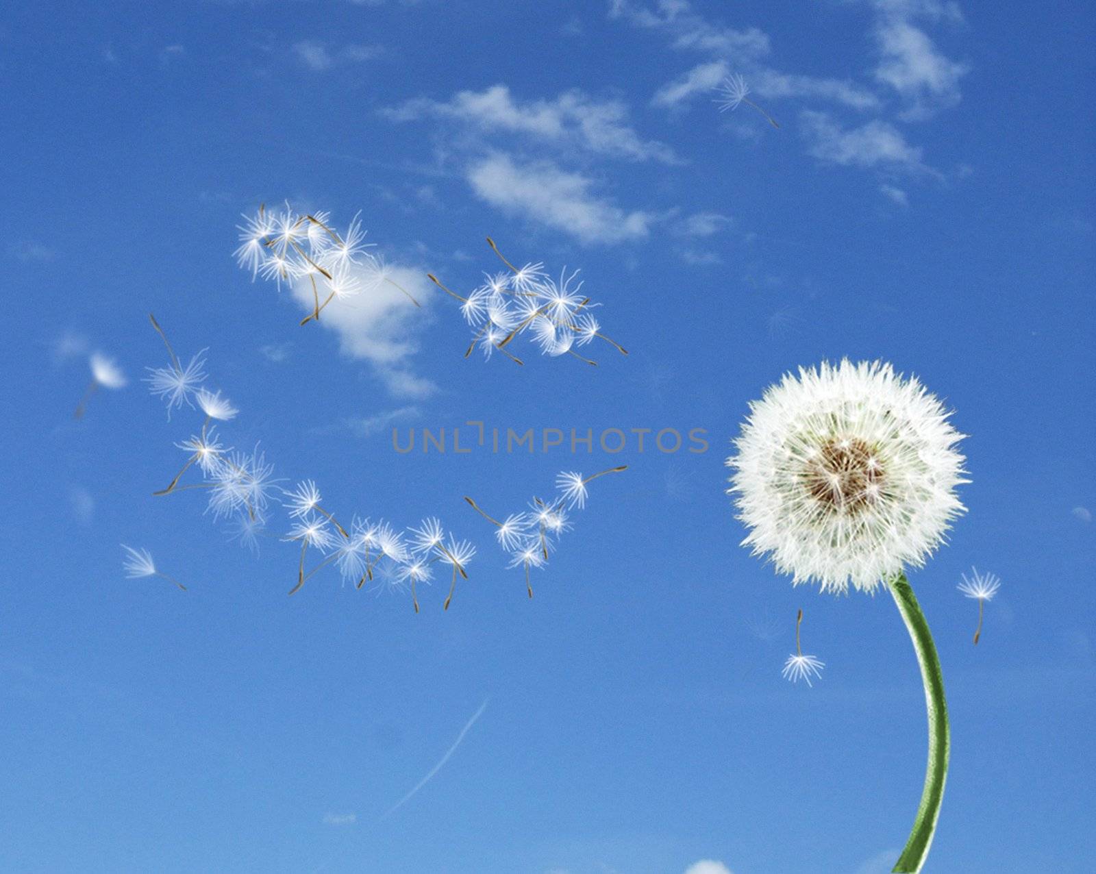 The dandelion and blue sky
