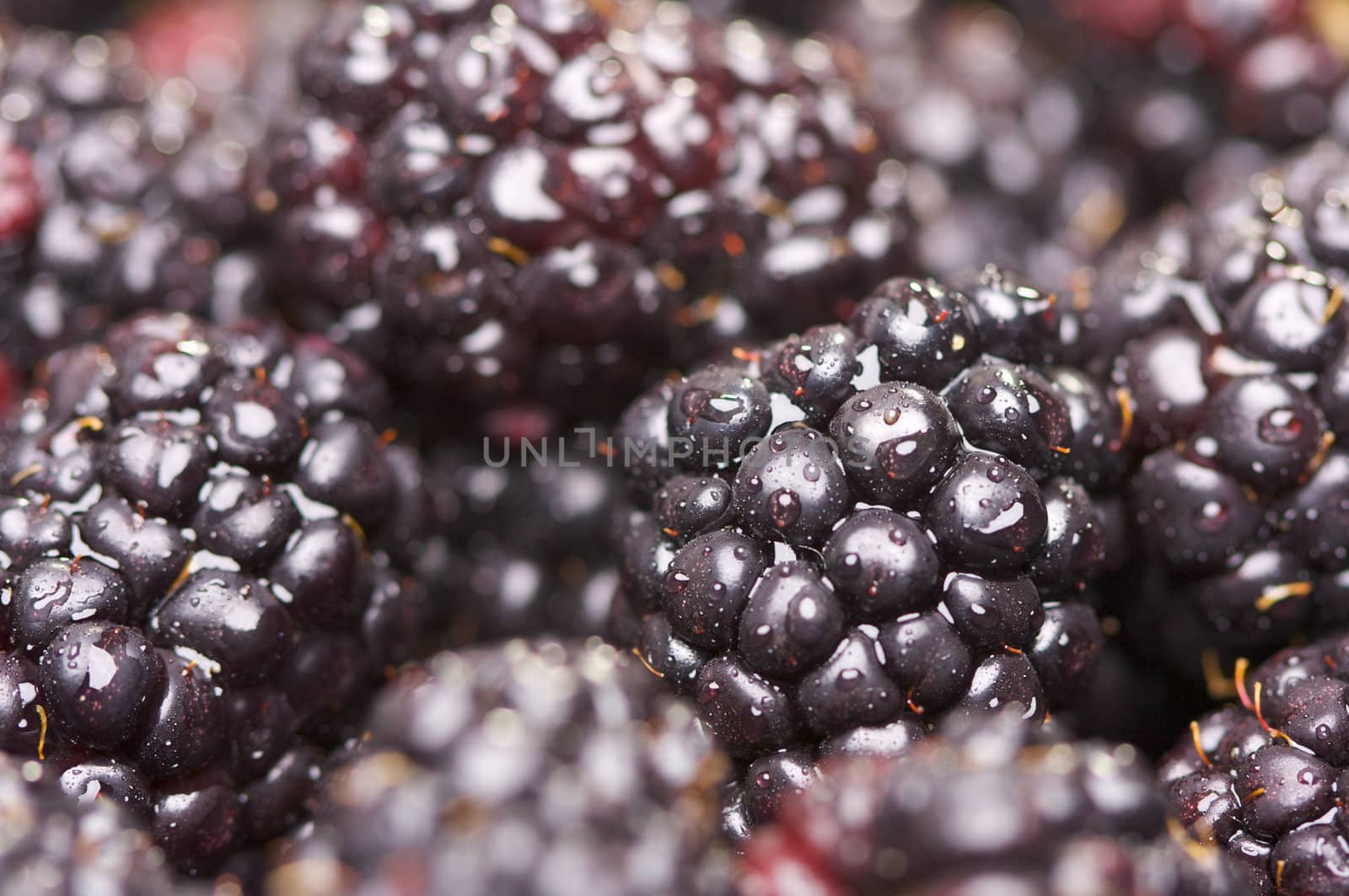 Macro Blackberries with Water Drops by Feverpitched