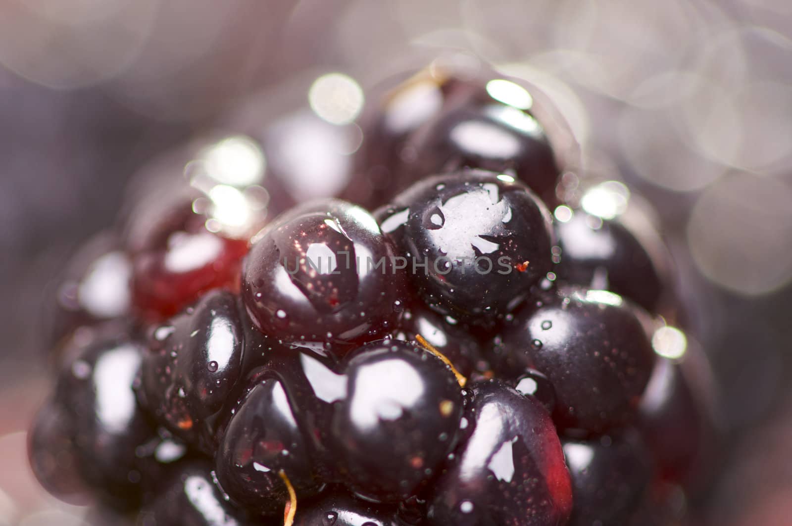 Macro Blackberry with Water Drops and Narrow Depth of Field.