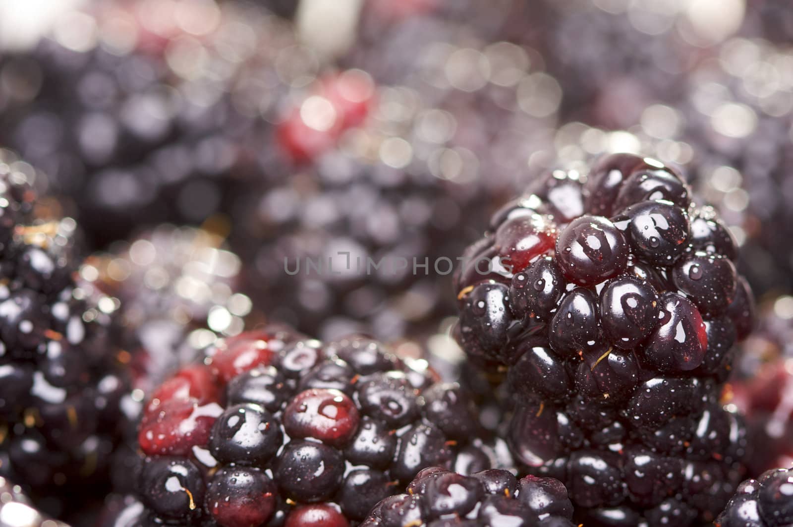 Macro Blackberries with Water Drops by Feverpitched