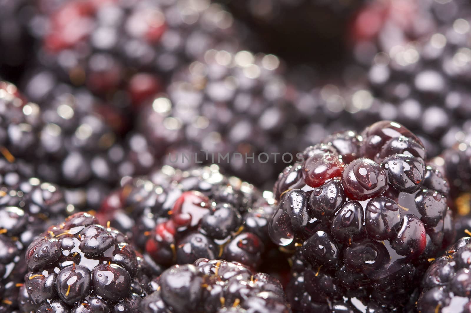 Macro Blackberries with Water Drops by Feverpitched