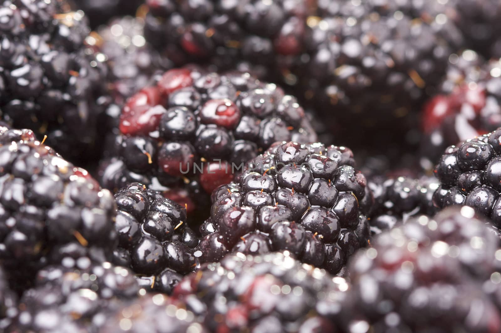 Macro Blackberries with Water Drops and Narrow Depth of Field.