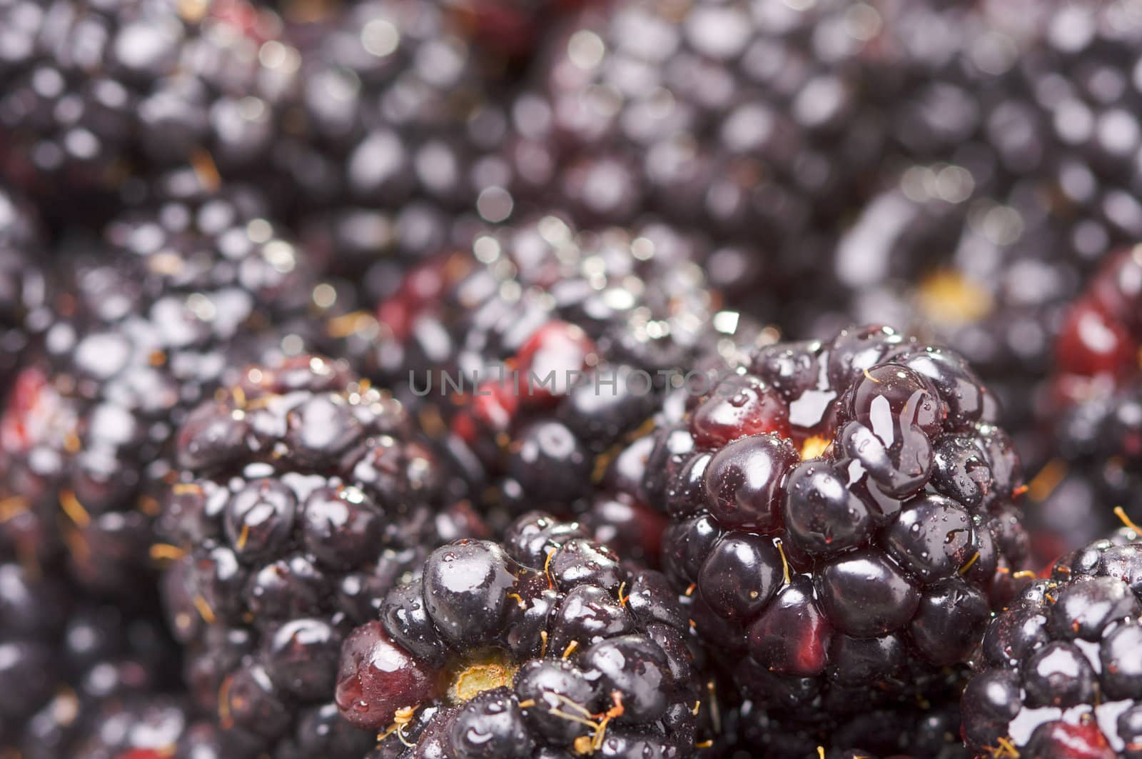 Macro Blackberries with Water Drops and Narrow Depth of Field.