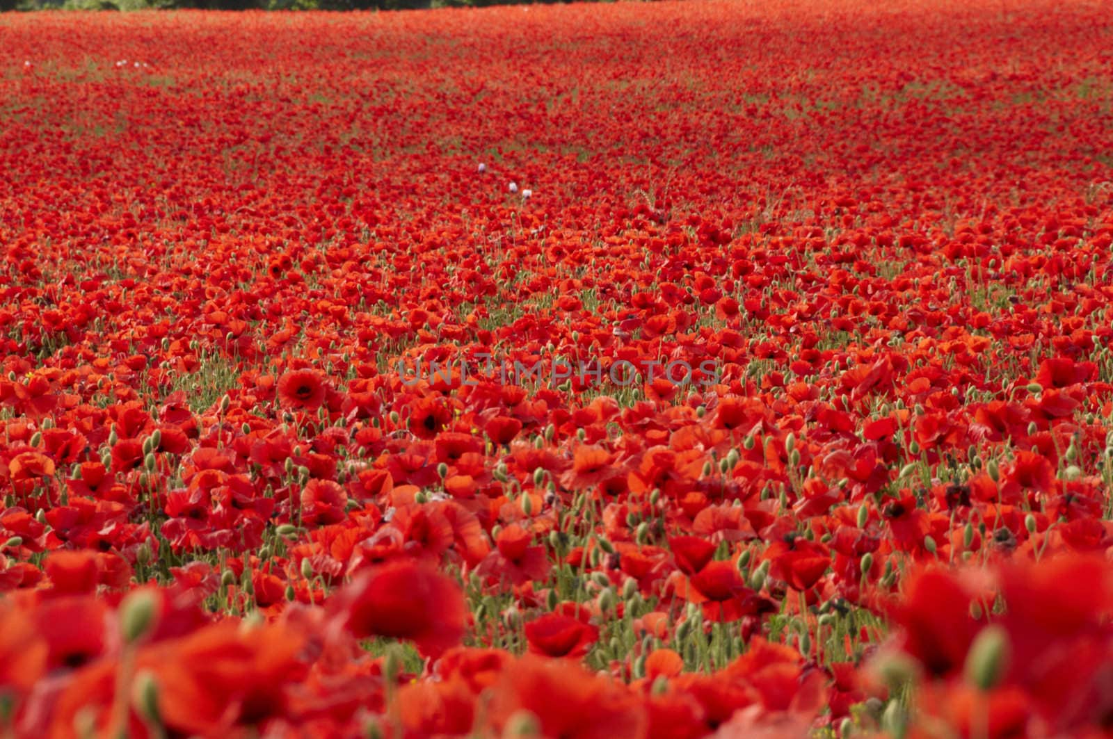 A field of poppies in the Kent countryside