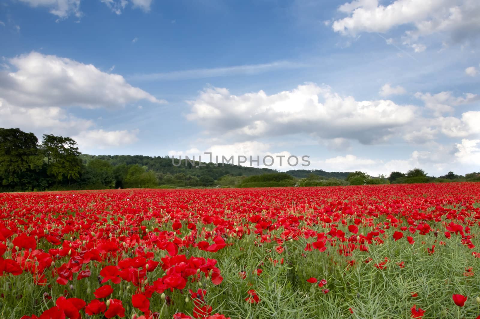 A field of poppies in the Kent countryside