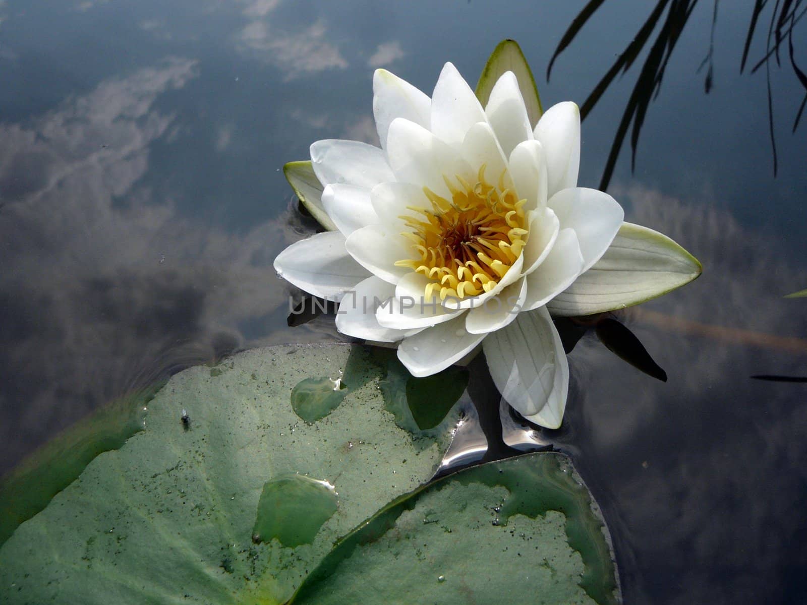 Water lily by OlgaDrozd