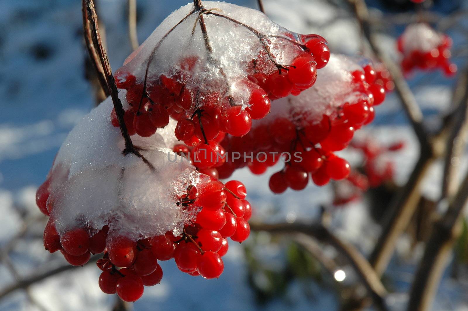 The Snow-clad viburnum in my garden