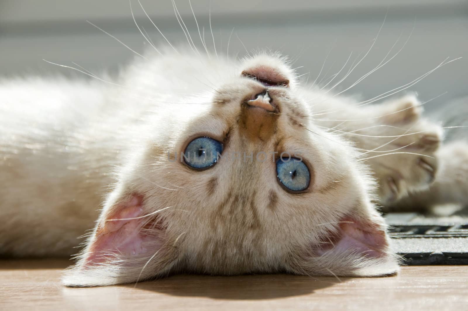 A snowy bengal kitten playing on the floor