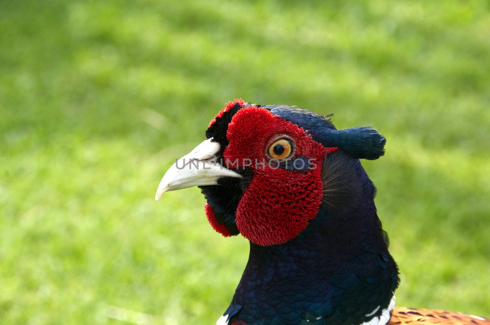 A Pheasant with grass in the background