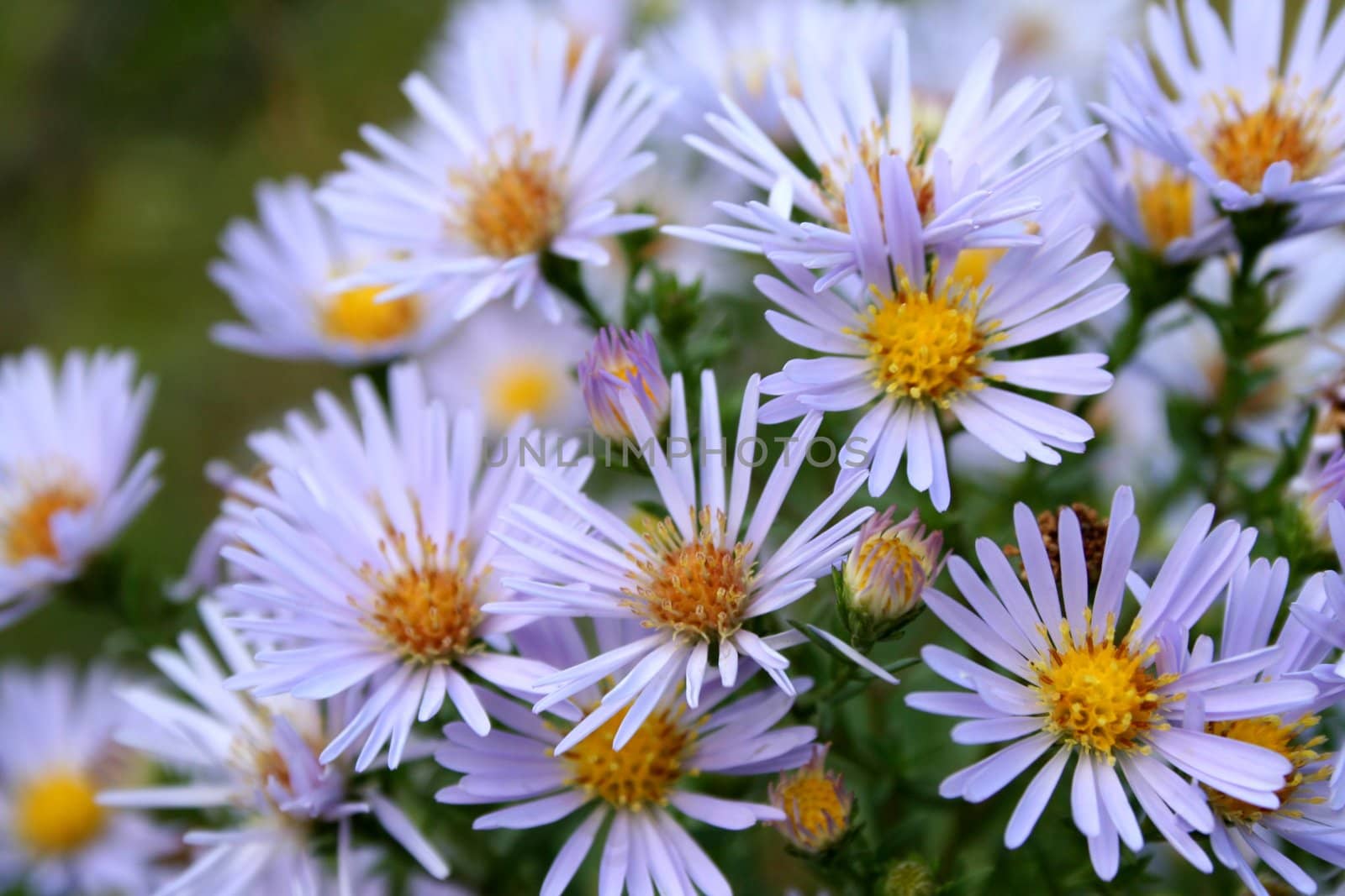 Bouquet of autumn flowers of blue color, backgrounds, (look similar images in my portfolio)