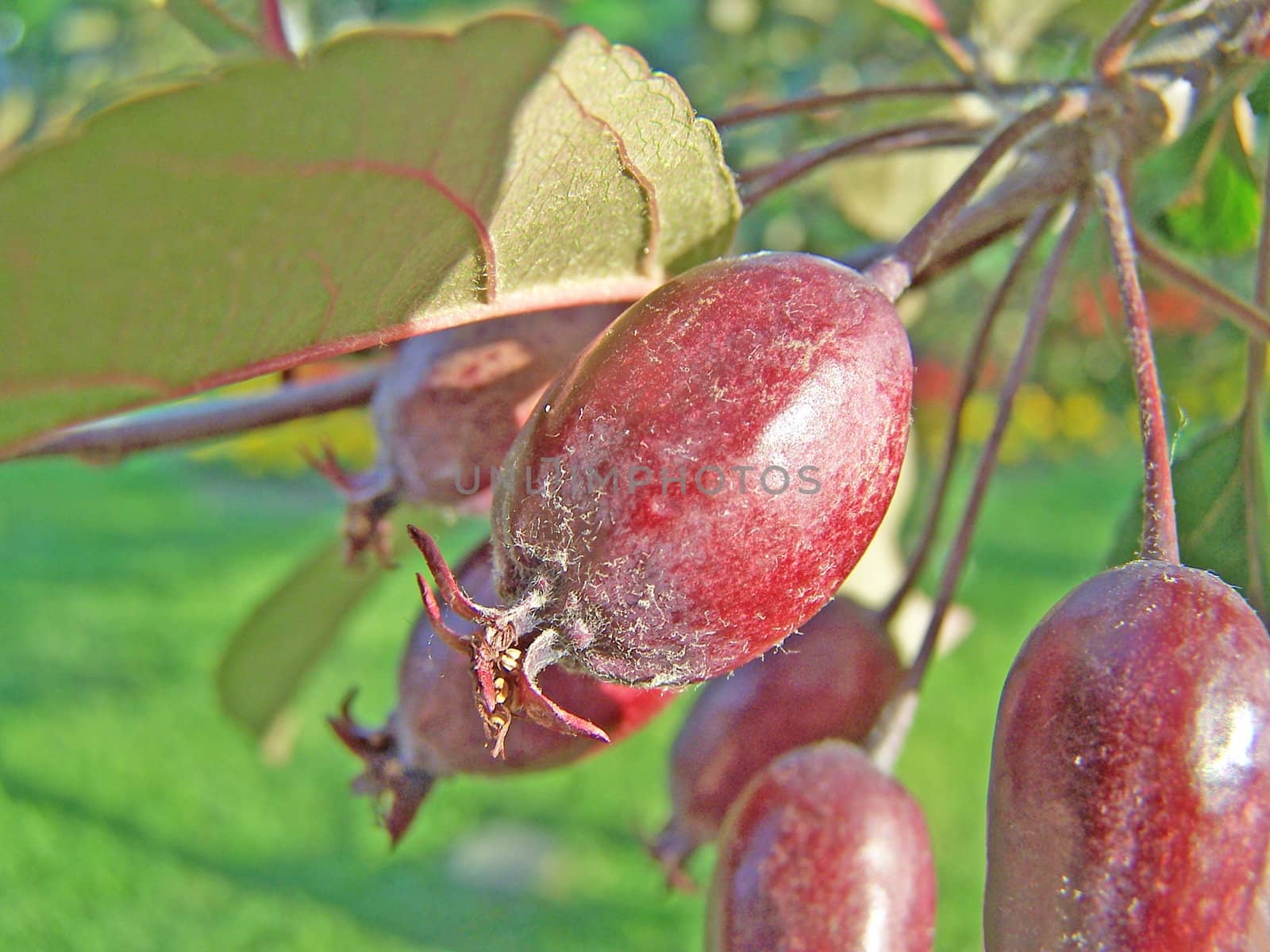 Close up of the red china apples.