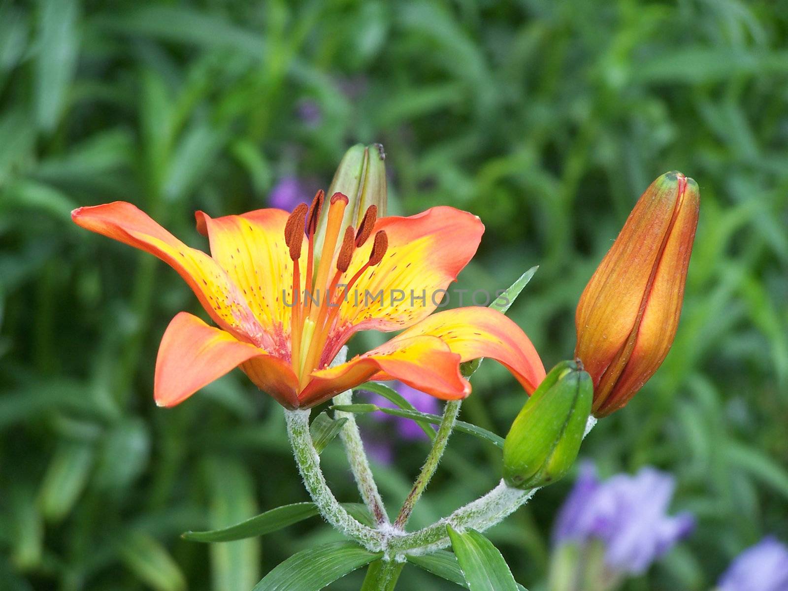 Close up of the orange colored blossom.