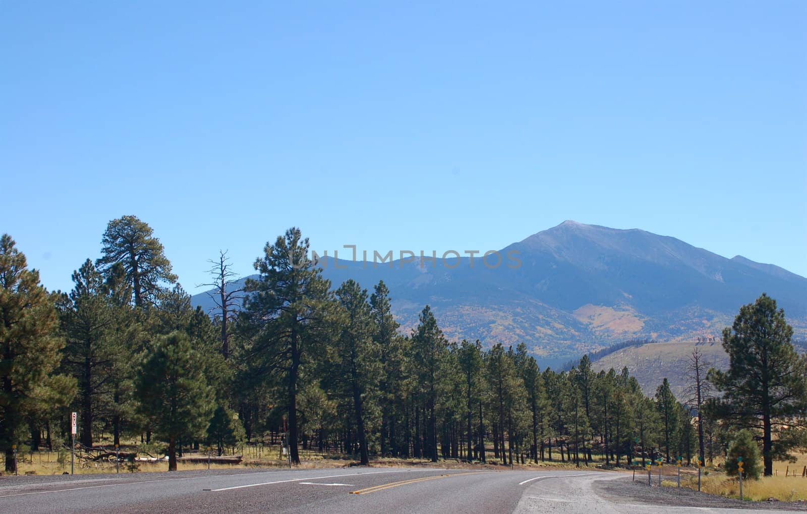 Winding road through Arizona pine forest with a mountain scape ahead beneath a blue sky