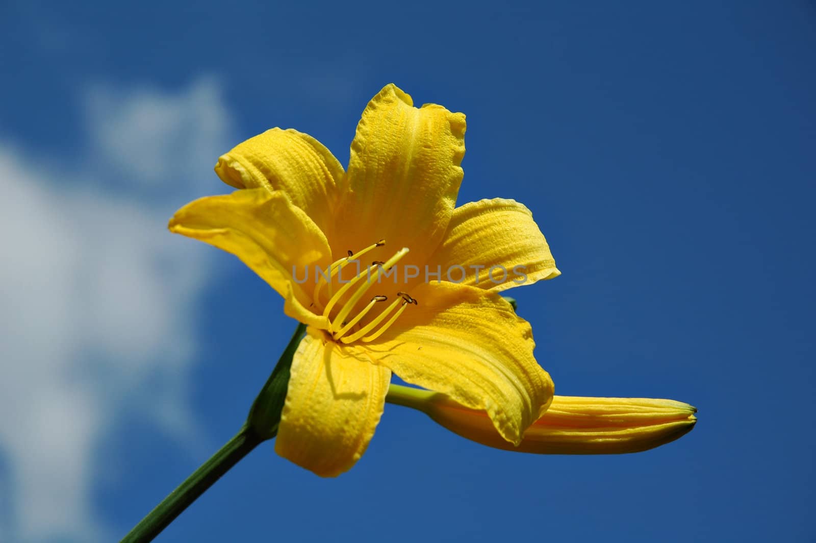 Flower yellow lily against background of blue sky