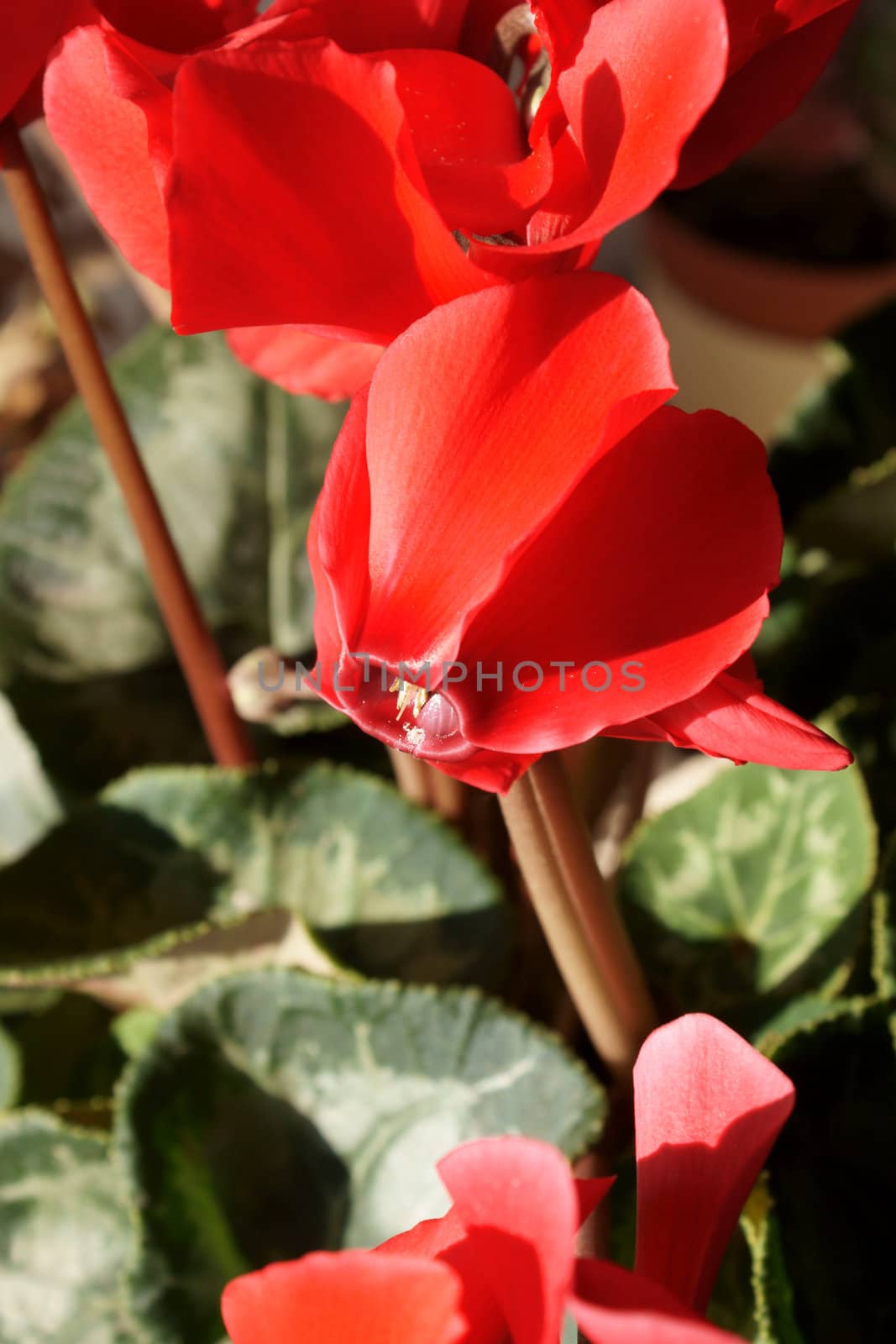 Close-up of cyclamen