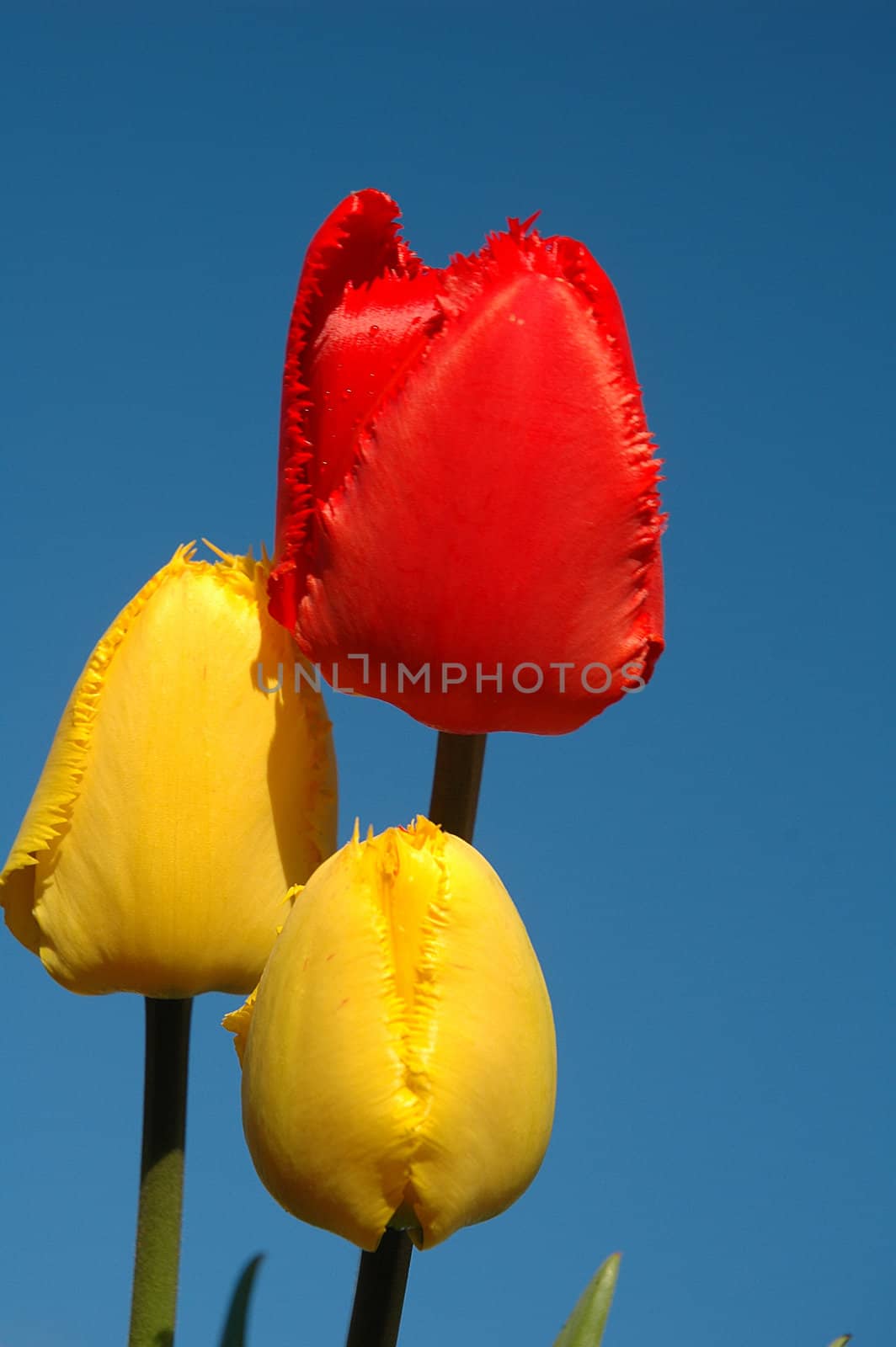The red and yellow tulips against background of blue sky.