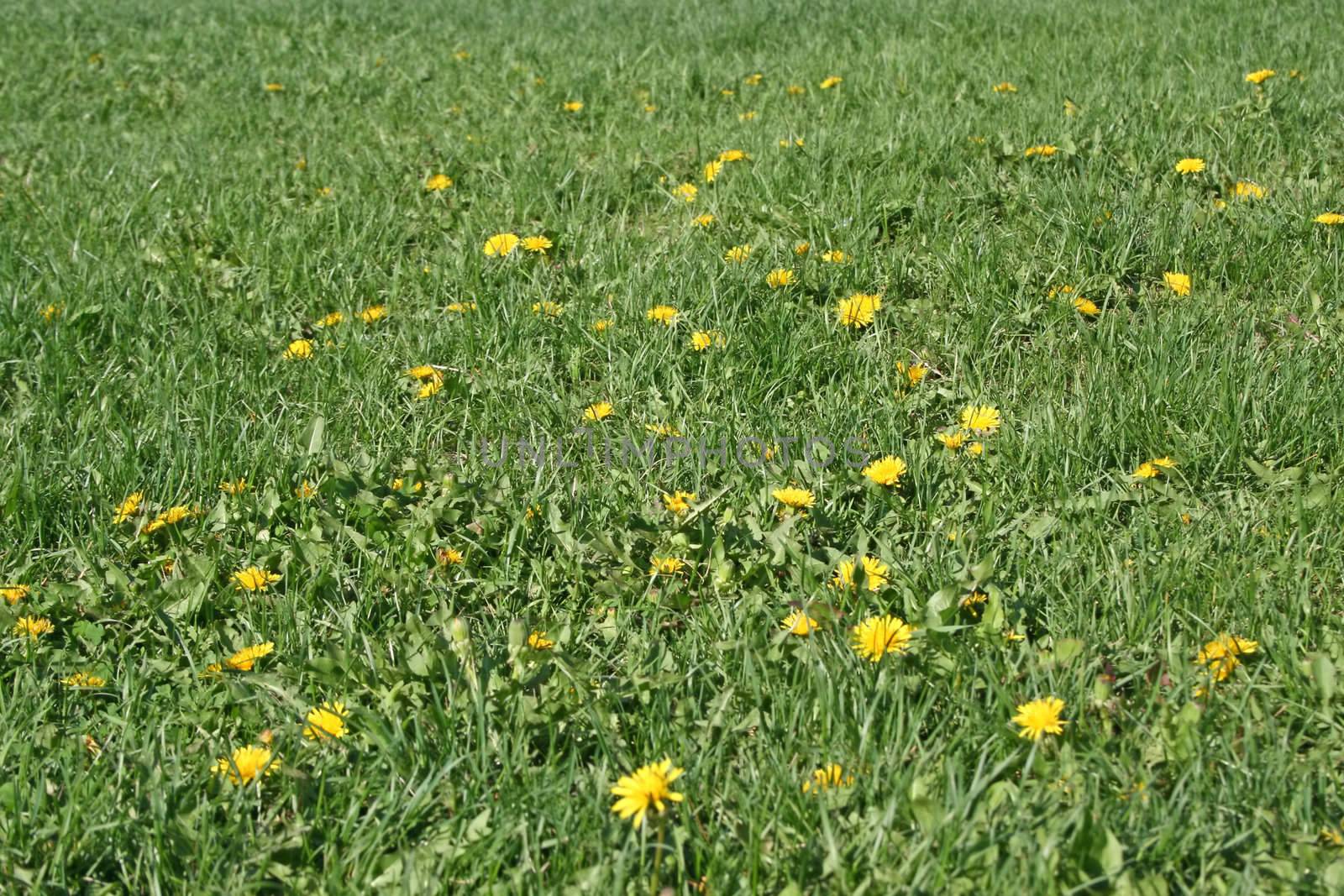 Lawn in a sunny day