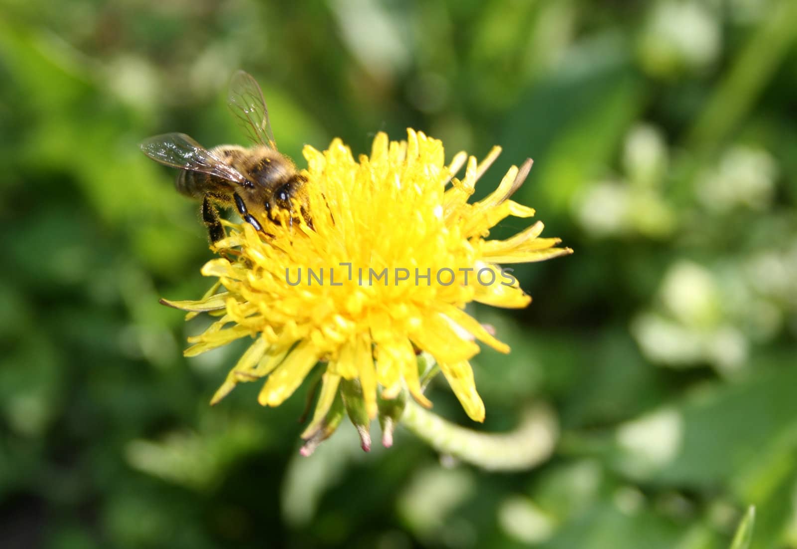 The bee sits on a yellow dandelion.
