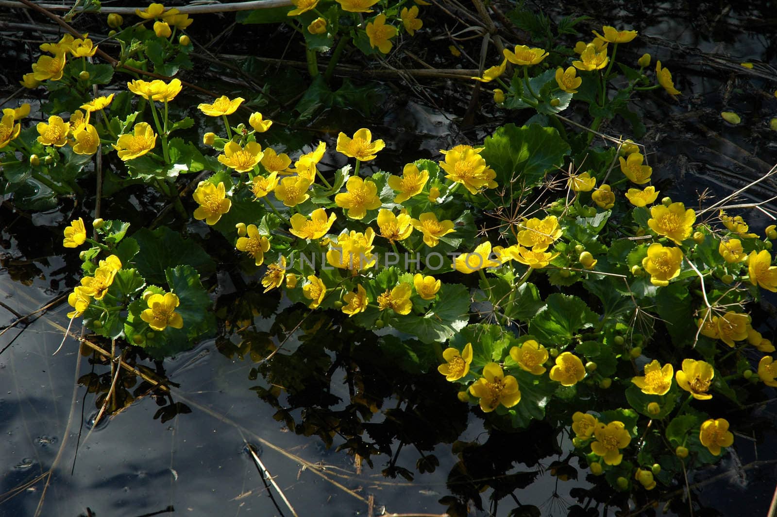 Yellow wild flower (Caltha palustris)