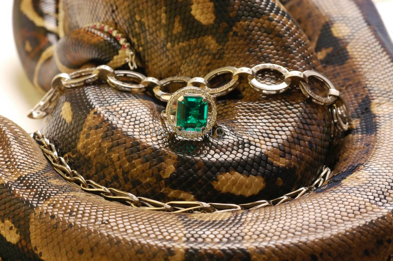 Brown snake with modern jewelrys 3