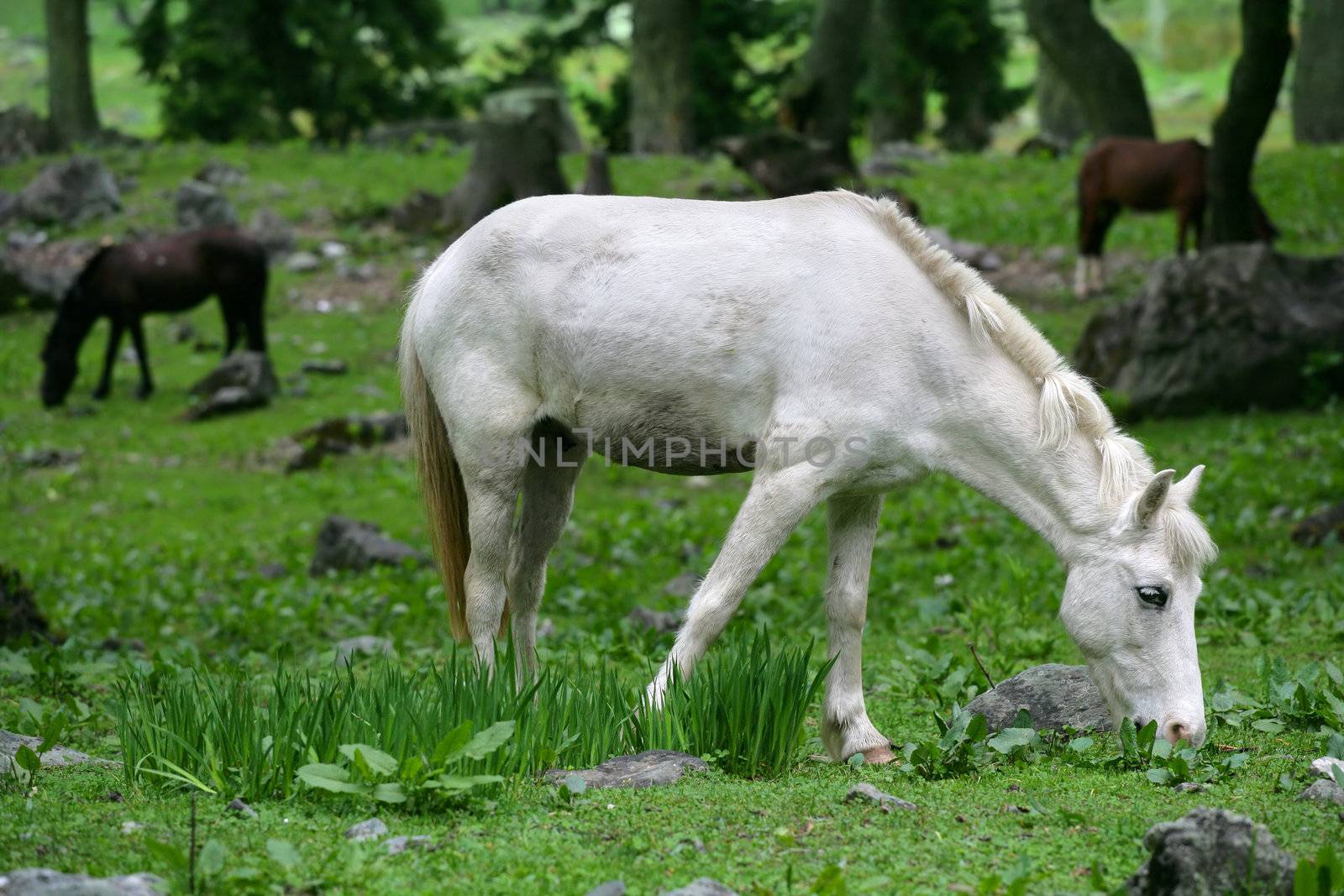 White horse grazing by sumners