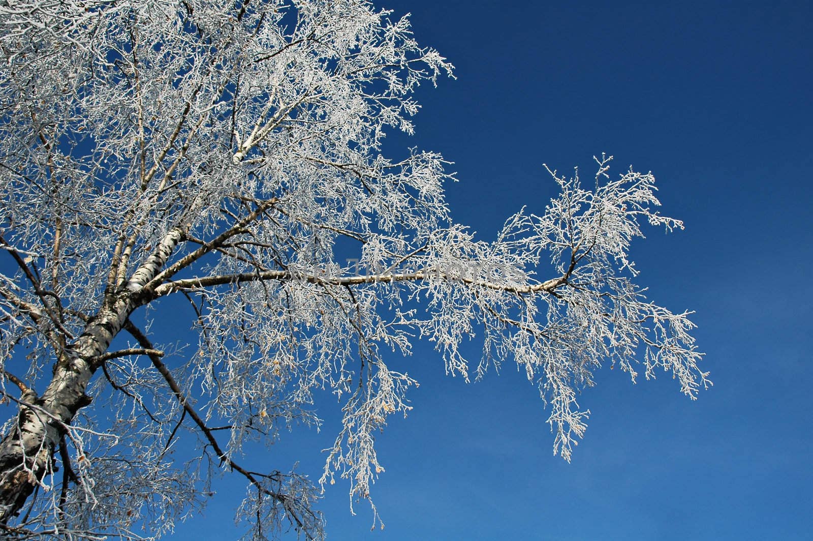 Birch and rime against background of blue sky.