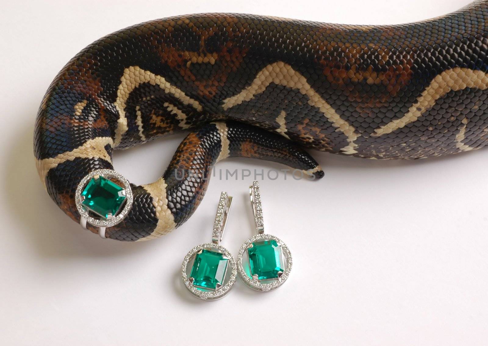 Brown snake with modern jewelrys 7