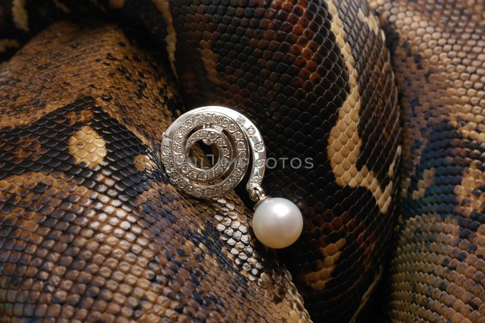 Brown snake with modern jewelrys 11