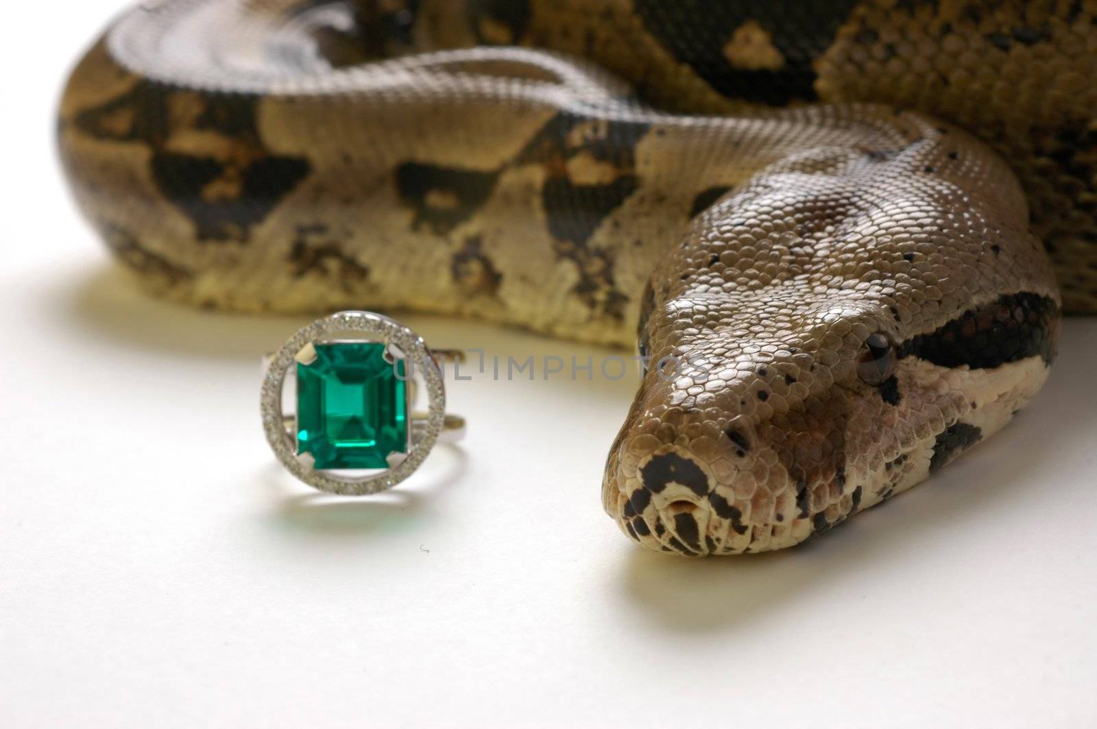 Brown snake with modern jewelrys 13