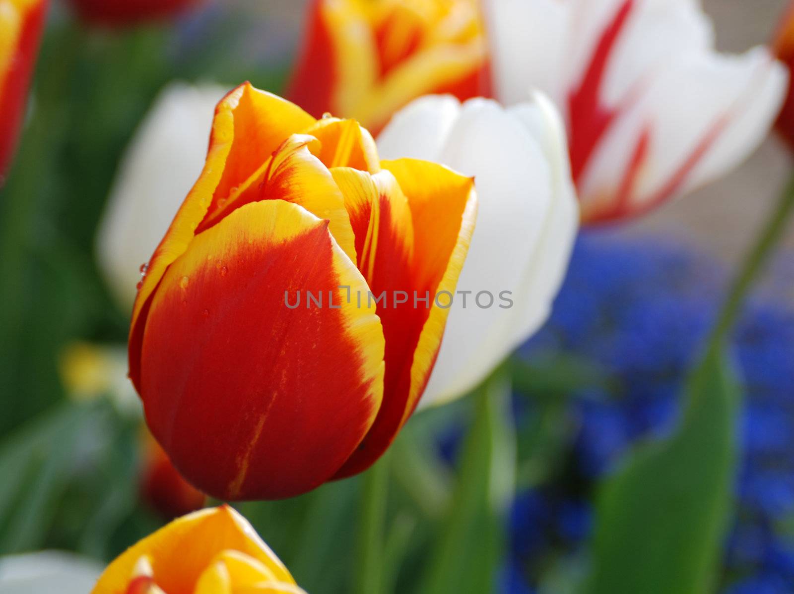The beatiful tulips in the garden