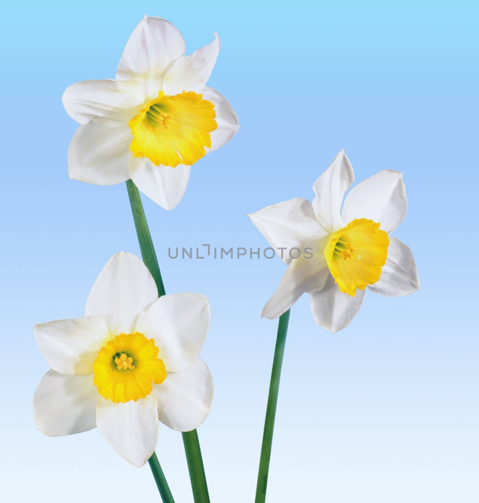White narcissus by Riviera