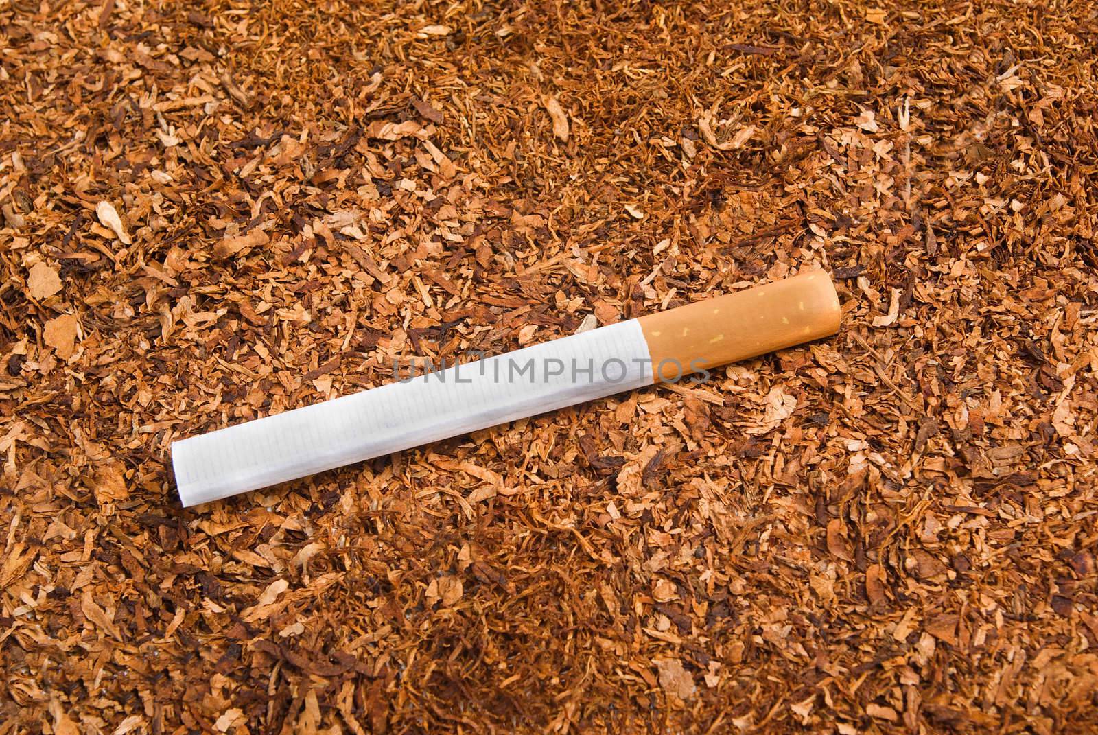 Cigarette on a background from the cut tobacco