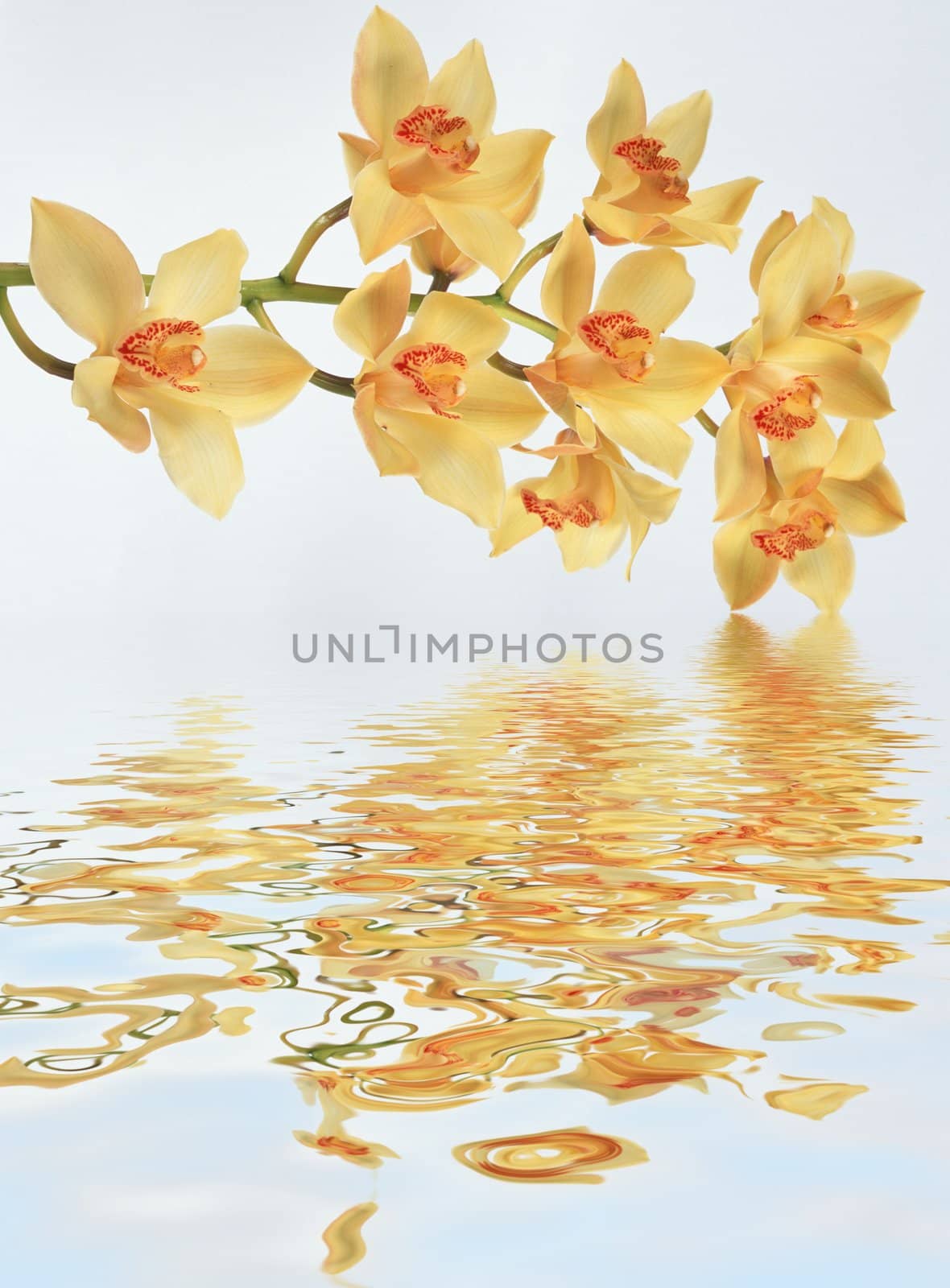 Orchids bounce in the water