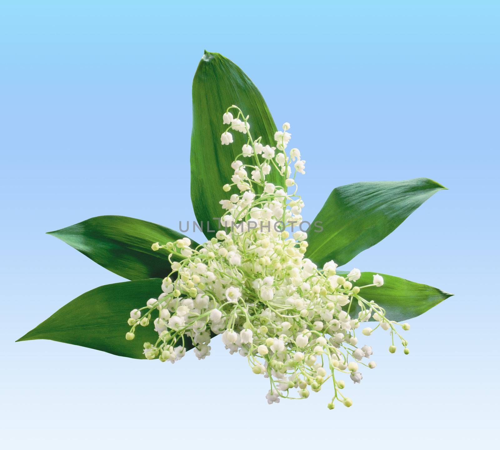 The white spring flowers over blue