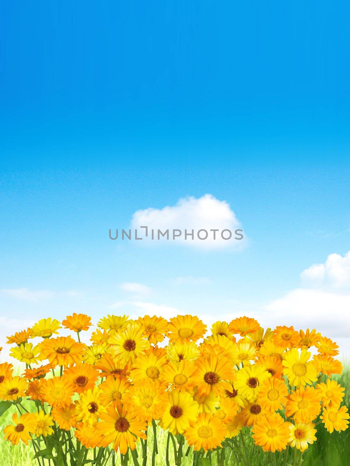 The yellow spring flowers over  blue sky