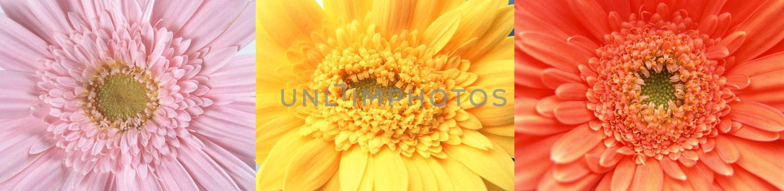 The 3 gerberas close-up