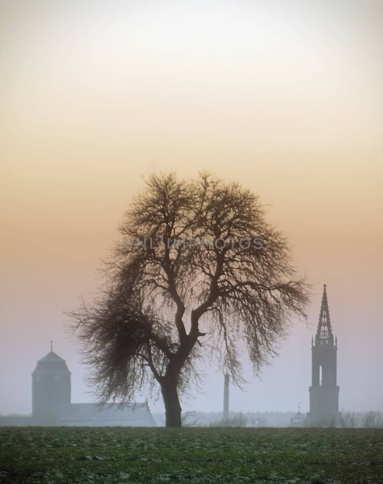 landscape the tree and the city towers