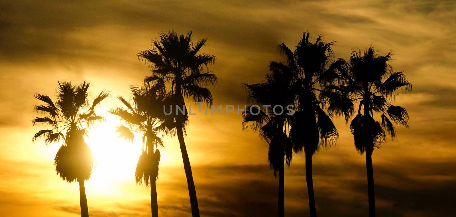 Panoramic scenic view of palm trees at sunset in Venice beach California