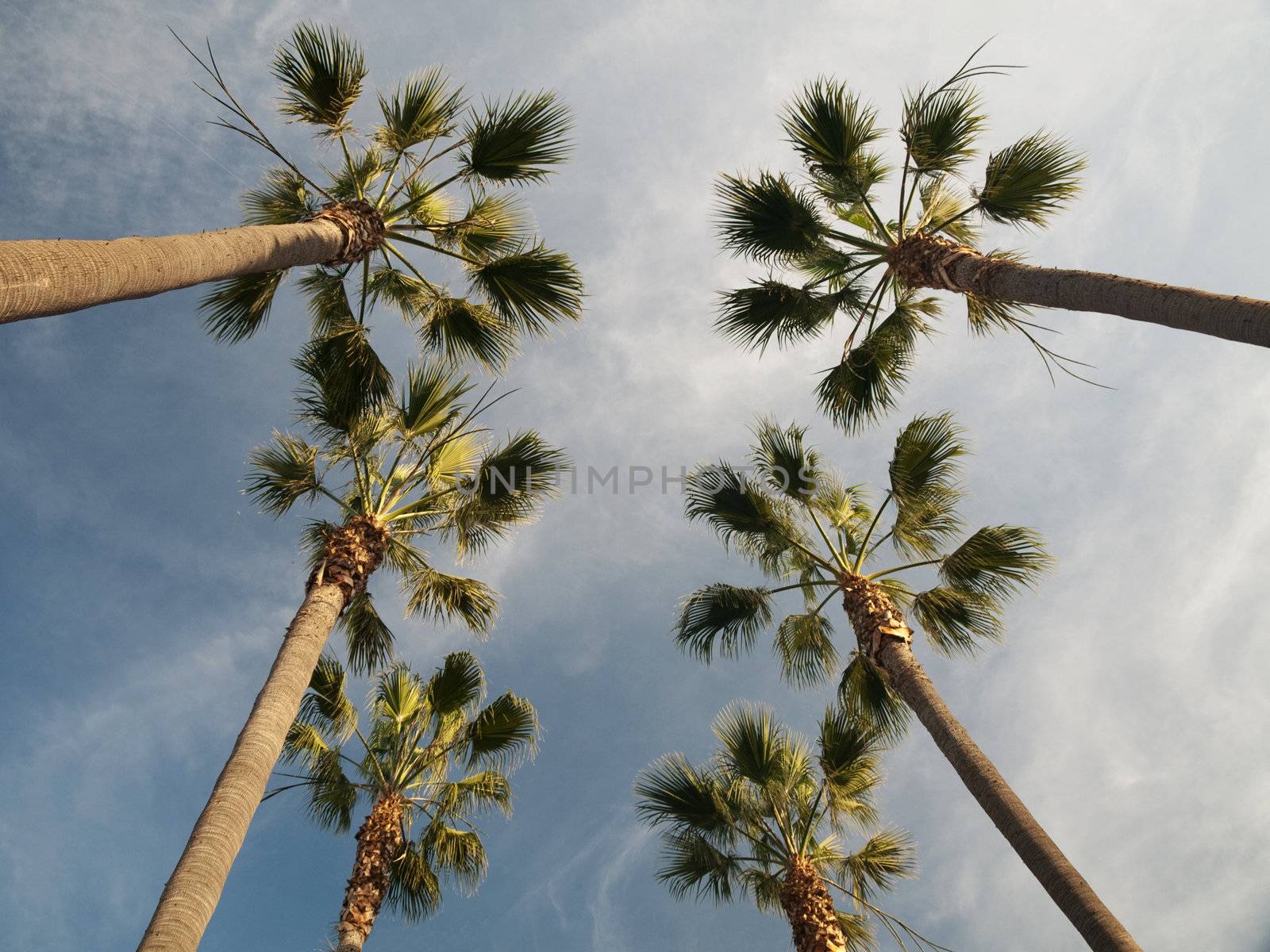 Palm trees against blue sky with clouds in the city of Los Angeles
