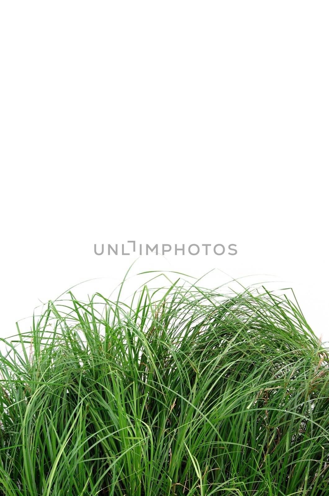 green grass
