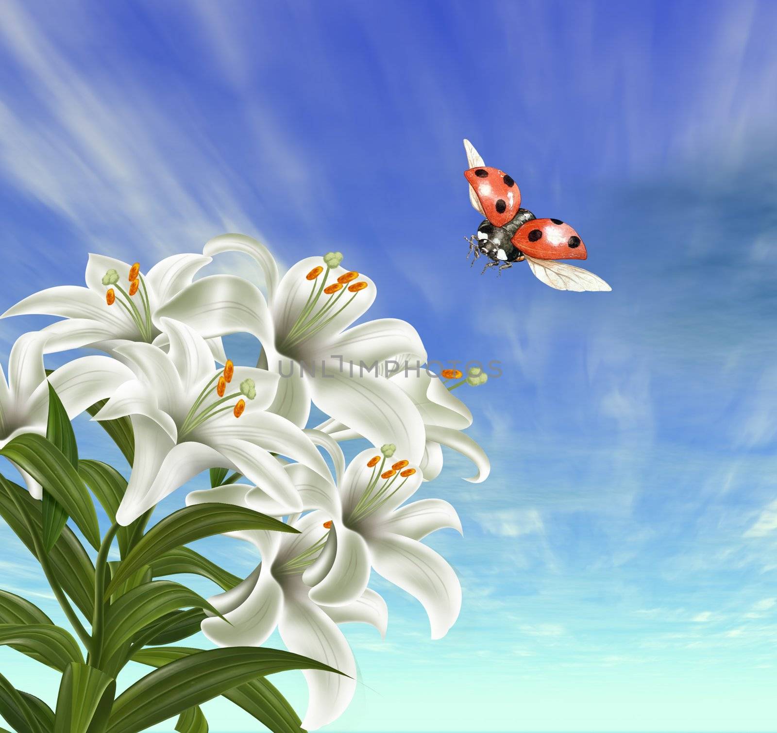 Lady-bug and lily